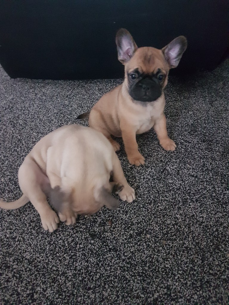 frug puppies for sale